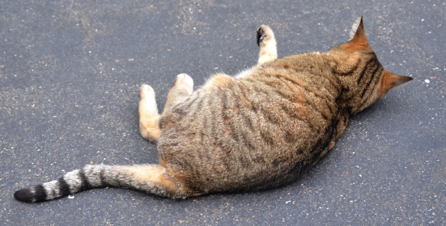 超大手ジャンルが地雷だった場合の身も蓋もない回避法