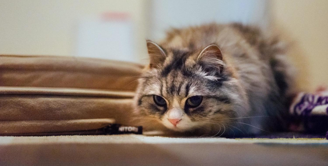 性別違和感を打ち明けた時安易に「わかる」と共感されることについて