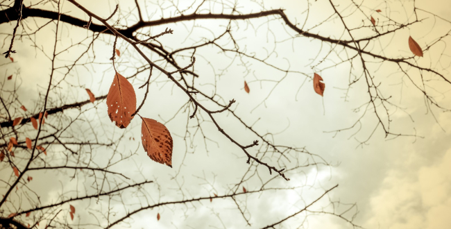 自分の感情がよく分からないのは親の感情の子守をさせられて育ったからかもしれない話